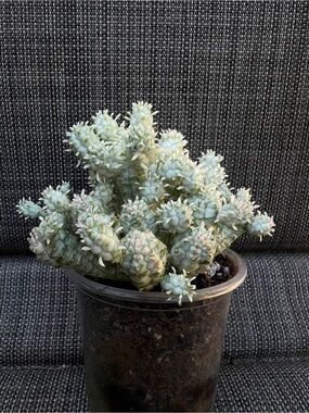 Euphorbia mammilaria variegata Live Corn on A Cob Cluster Succulent